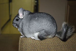 Langschwanz-Chinchilla (Chinchilla lanigera)
