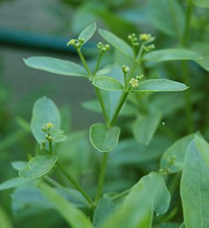 Färberkrapp (Rubia tinctorum)