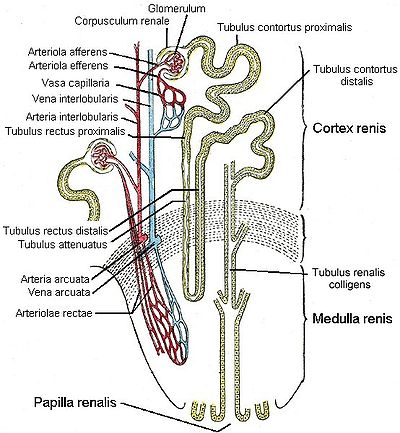 Feinbau der Niere, schematisch.